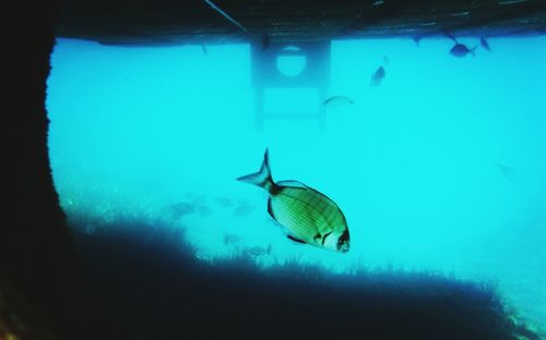 Fish swimming in sea