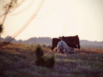 Playful cows on grassy field against sky during sunset
