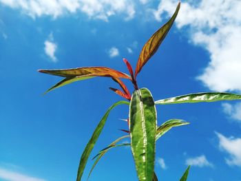 Low angle view of plant against sky