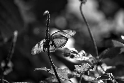 Close-up of butterfly perching on plant