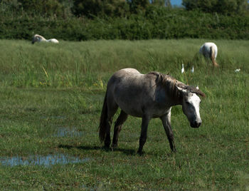 Sheep grazing in a field