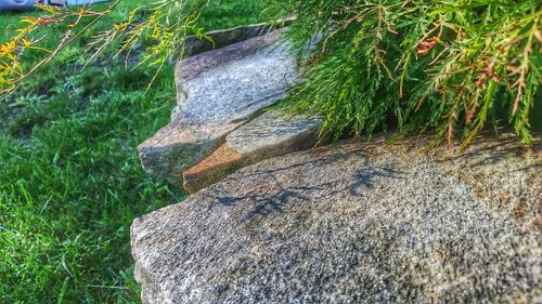 Plants growing on rocks