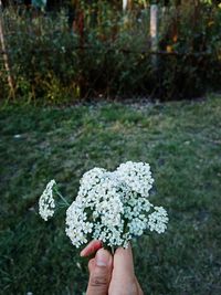 Midsection of person holding small flower on field