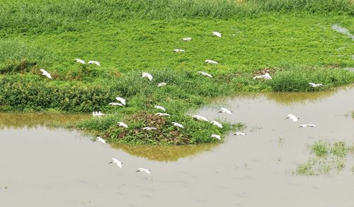 View of birds swimming in lake