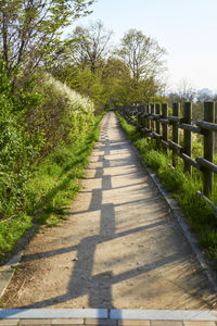 Footpath amidst trees in park