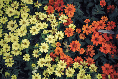 Full frame shot of yellow flowering plants