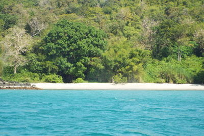 Scenic view of sea against trees