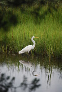 Gray heron on grass by lake