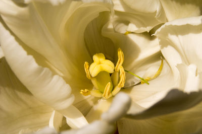 Close-up of yellow rose flower