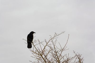 Low angle view of bird perching on tree against sky