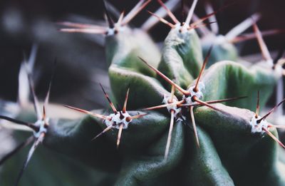 Close-up of plant