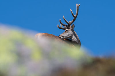 Close-up of deer on tree against sky