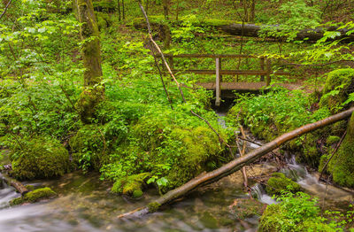 Plants and trees in forest