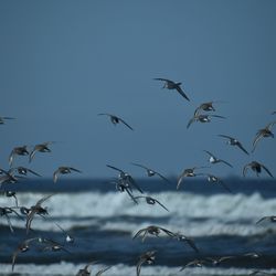 Low angle view of birds flying against the sky