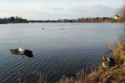 View of birds swimming in lake