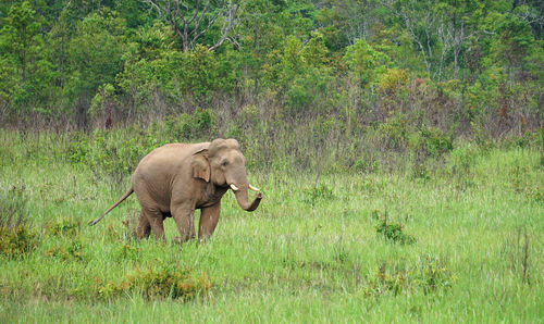 Elephant in a forest