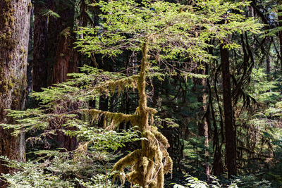 Trees growing in forest