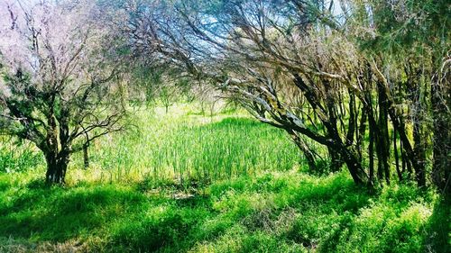 Trees growing in forest