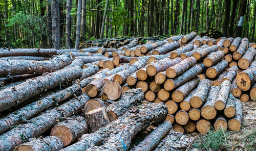 Trees cut and stacked in forest
