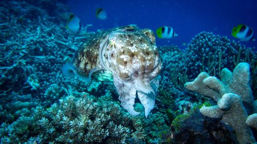 Fish swimming in sea