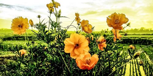 Close-up of yellow flowering plants on field