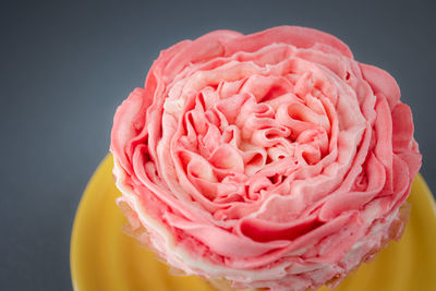 Close-up of pink rose