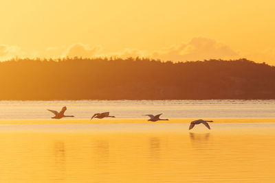 Silhouette birds in sea against orange sky