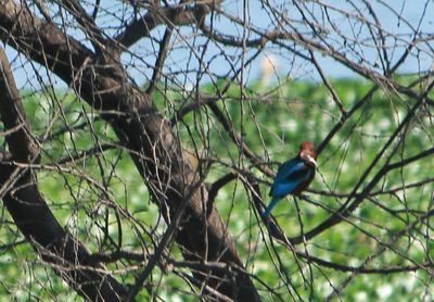 Bird perching on tree