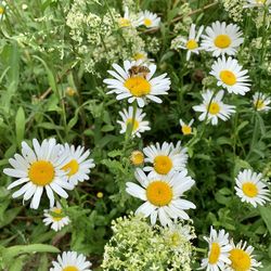 Close-up of white daisy flowers