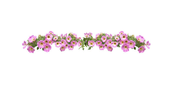 Close-up of pink flowering plant against white background