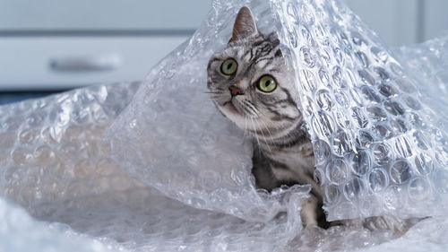 Close-up portrait of a cat