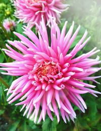 Close-up of pink flower