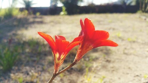 Close-up of red orange flower