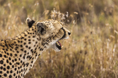 Side view of a cat on field