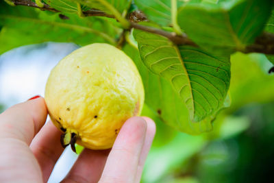 Close-up of hand holding fruit