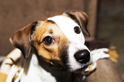 Close-up portrait of dog