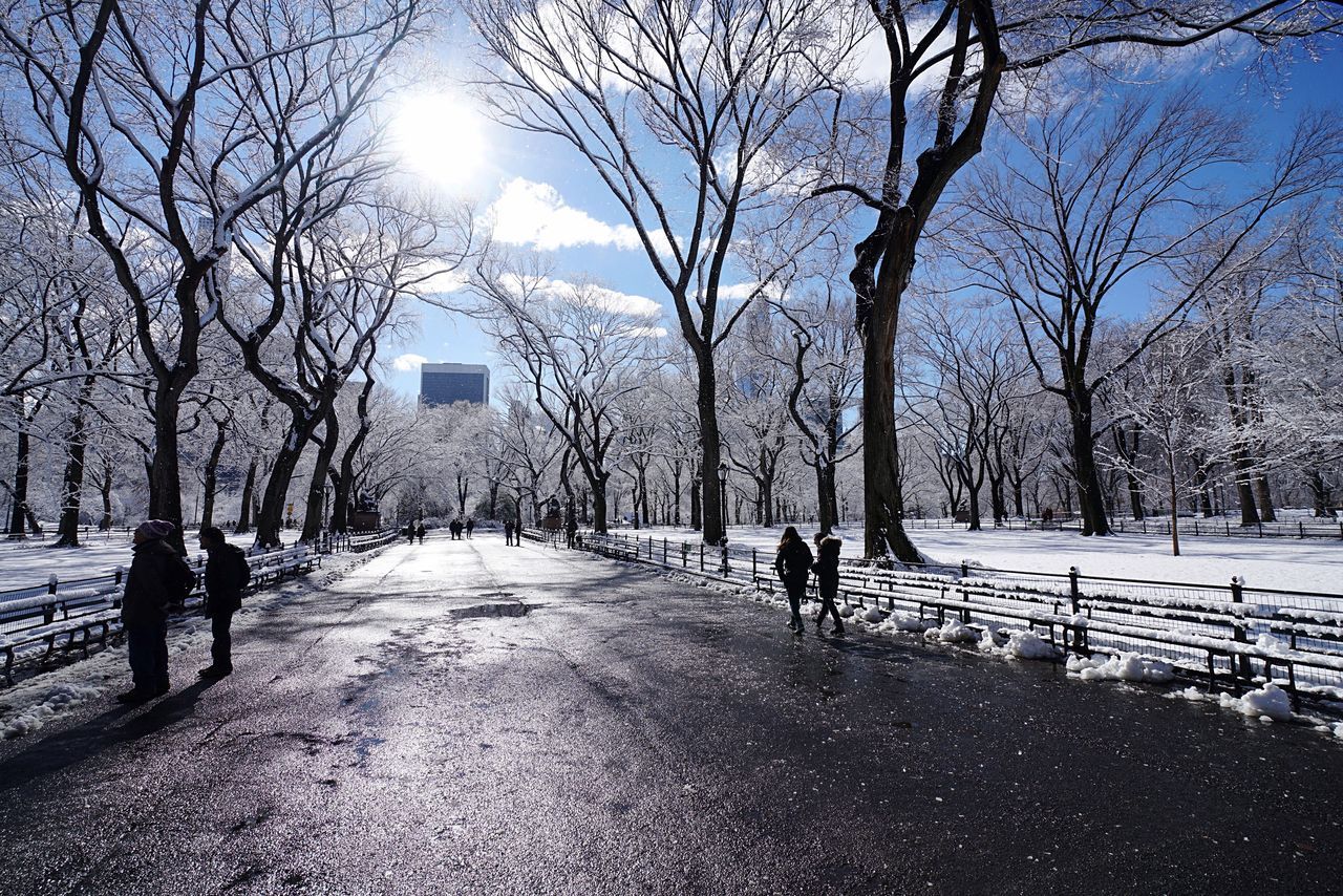 snow, winter, cold temperature, season, tree, bare tree, weather, the way forward, covering, walking, street, branch, nature, treelined, tree trunk, sky, road, building exterior, tranquil scene