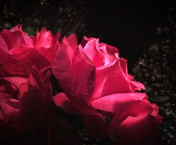 Close-up of pink rose