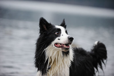 Close-up of dog against sea against sky