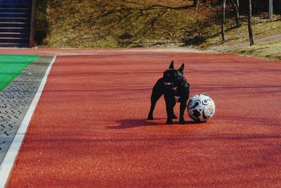 Dog running on ball