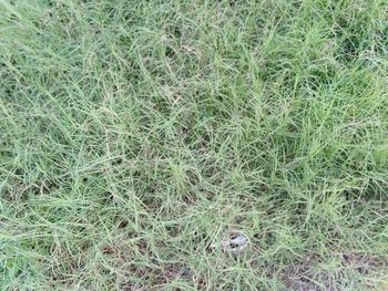 Full frame shot of grass on field