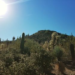 Cactus growing on field against clear blue sky