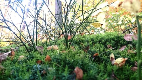 Close-up of flowering plants on field