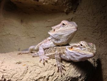 Close-up of lizard