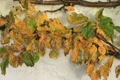 Close-up of tree during autumn