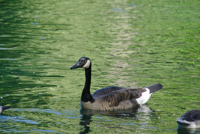 Swimming goose