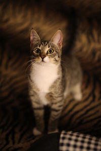 Portrait of cat relaxing on floor