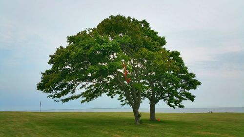 Trees on grassy field