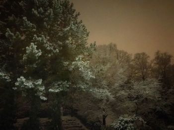 Low angle view of trees in forest against sky
