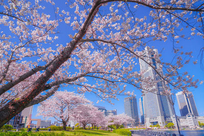 Low angle view of flowering tree by buildings against sky